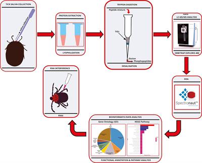 Phosphoproteomic Analysis of Haemaphysalis longicornis Saliva Reveals the Influential Contributions of Phosphoproteins to Blood-Feeding Success